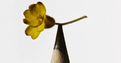 Copertina di La mostra che trasforma ‘Per fare tutto ci vuole un fiore’ in arte contemporanea