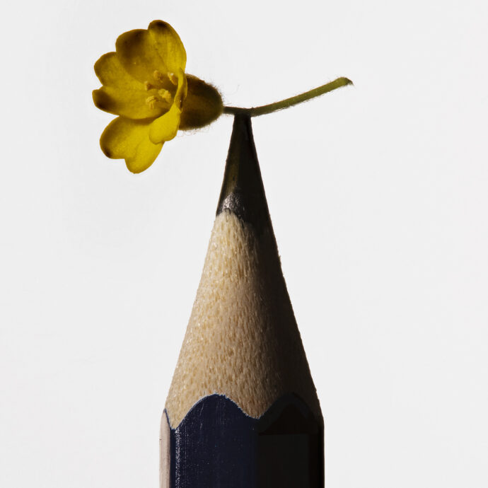 La mostra che trasforma ‘Per fare tutto ci vuole un fiore’ in arte contemporanea