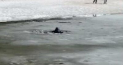 Copertina di “Il ghiaccio ha ceduto sotto i nostri piedi”: paura al lago per i turisti che finiscono nell’acqua gelida – IL VIDEO