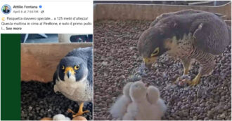 Copertina di Nascono i falchi pellegrini sul tetto del Pirellone, ma in quel palazzo si vuole far strage di avifauna: l’ipocrisia dei media e della politica