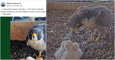 Copertina di Nascono i falchi pellegrini sul tetto del Pirellone, ma in quel palazzo si vuole far strage di avifauna: l’ipocrisia dei media e della politica
