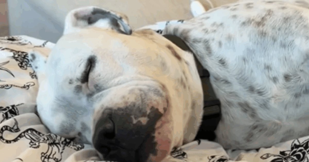 “Penso che lo sappia che non tornerà mai più dov’era”: la storia del cane sordo “Churro” e della sua nuova proprietaria Alexis