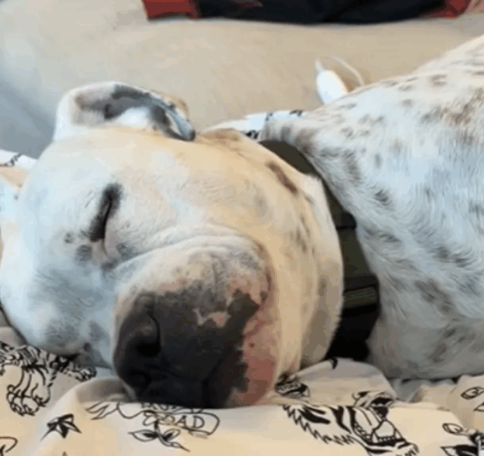 “Penso che lo sappia che non tornerà mai più dov’era”: la storia del cane sordo “Churro” e della sua nuova proprietaria Alexis