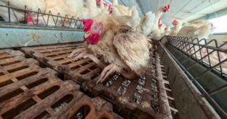 Copertina di Polli che mangiano polli negli allevamenti da riproduzione: la video inchiesta nella prossima puntata di Report | l’anticipazione