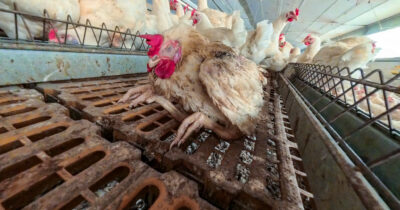 Copertina di Polli che mangiano polli negli allevamenti da riproduzione: la video inchiesta nella prossima puntata di Report | l’anticipazione