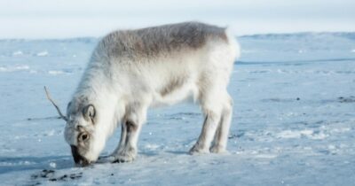 Copertina di Artico imbuto dell’inquinamento: alle Svalbard PFAS in aumento del 900% nelle renne