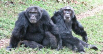 Copertina di La “guerra civile” degli scimpanzé che sfida le teorie sui conflitti. Lo studio su Science