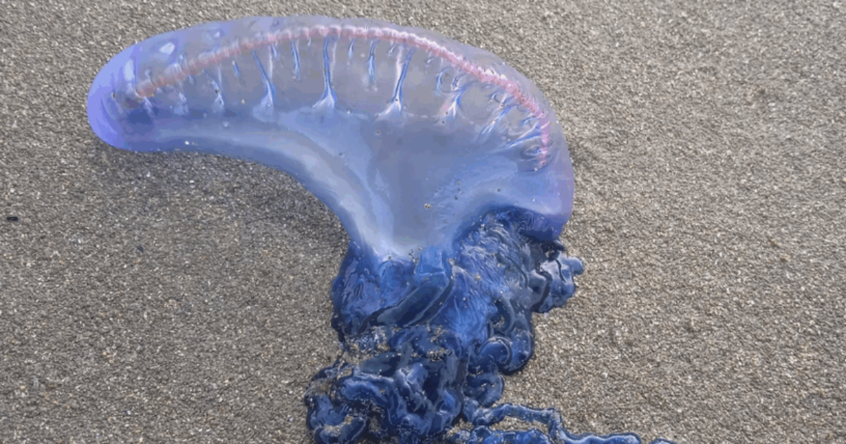 Spiagge invase dalle caravelle portoghesi: cosa sono e perché non sono (quasi mai) un rischio nel Mediterraneo