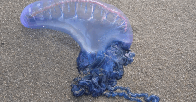 Copertina di Spiagge invase dalle caravelle portoghesi: cosa sono e perché non sono (quasi mai) un rischio nel Mediterraneo