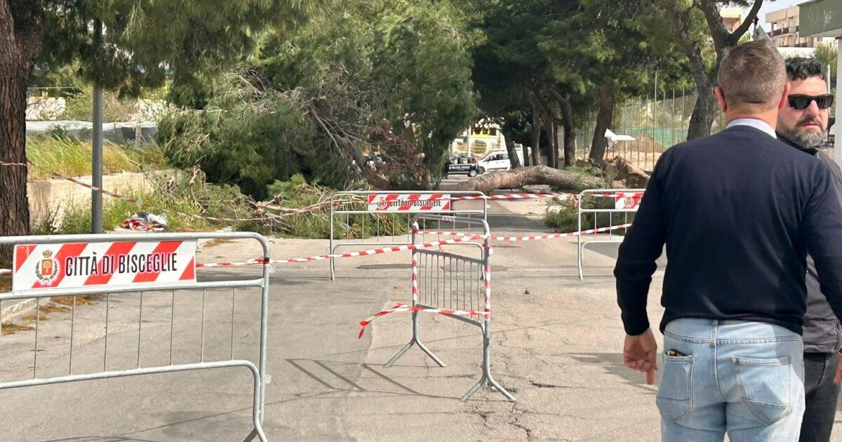 Ragazza travolta da un albero sradicato dal vento a Bisceglie: morta sul colpo