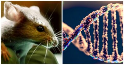 Copertina di “Corretta la trisomia 21 nei topi”, potenziale nuova frontiera della terapia genica per la Sindrome di Down