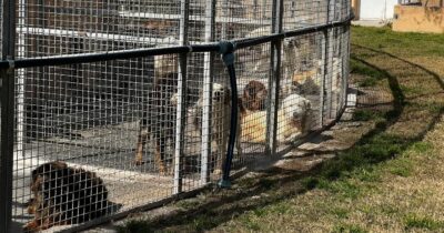 Copertina di Randagismo, il grande fallimento: nei rifugi pubblici o privati oltre 100mila cani, l’80% dei quali al Sud