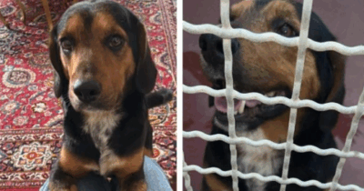 Copertina di Il suo cane è scomparso da sette anni, lei ha perso le speranze. Poi accade qualcosa, e la polizia trova Cartier: “Quando mi ha vista, è venuto subito verso di me. Non ha avuto dubbi”