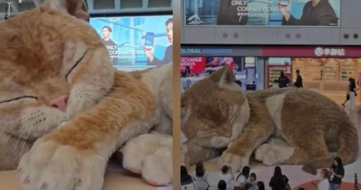 Sembra vivo, ma non lo è: la storia del misterioso gatto gigante che tutti stanno filmando a Hong Kong
