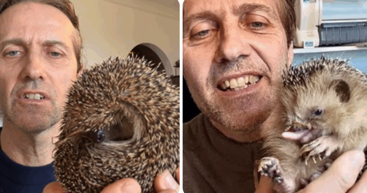 Milo, il riccio mutilato dalla falciatrice: senza una zampa e con il palato distrutto, ora la sua storia diventa simbolo (e arriva una serata evento)