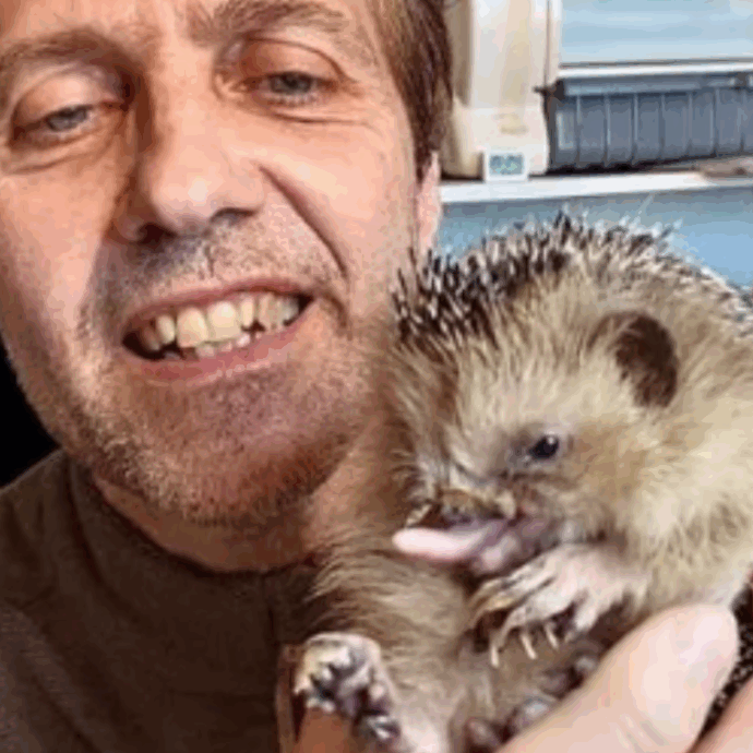 Milo, il riccio mutilato dalla falciatrice: senza una zampa e con il palato distrutto, ora la sua storia diventa simbolo (e arriva una serata evento)