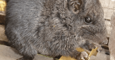 Copertina di Il “fossile vivente” torna virale dopo vent’anni: la vera storia del ratto del Laos, uno dei più clamorosi casi scientifici di “Effetto Lazzaro”