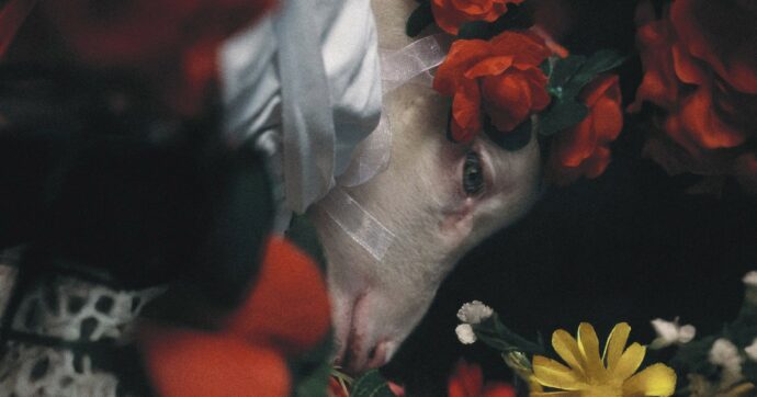 Vita nel monastero di Santa Cecilia tra monache, agnellini e riti antichi