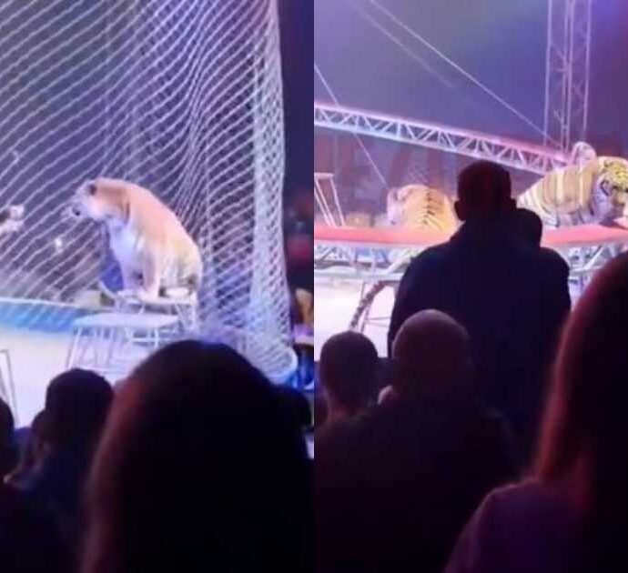 Si rompe la rete di protezione del circo, la tigre ne approfitta e fa un balzo verso il pubblico: scoppia il panico, spettatori in fuga – VIDEO