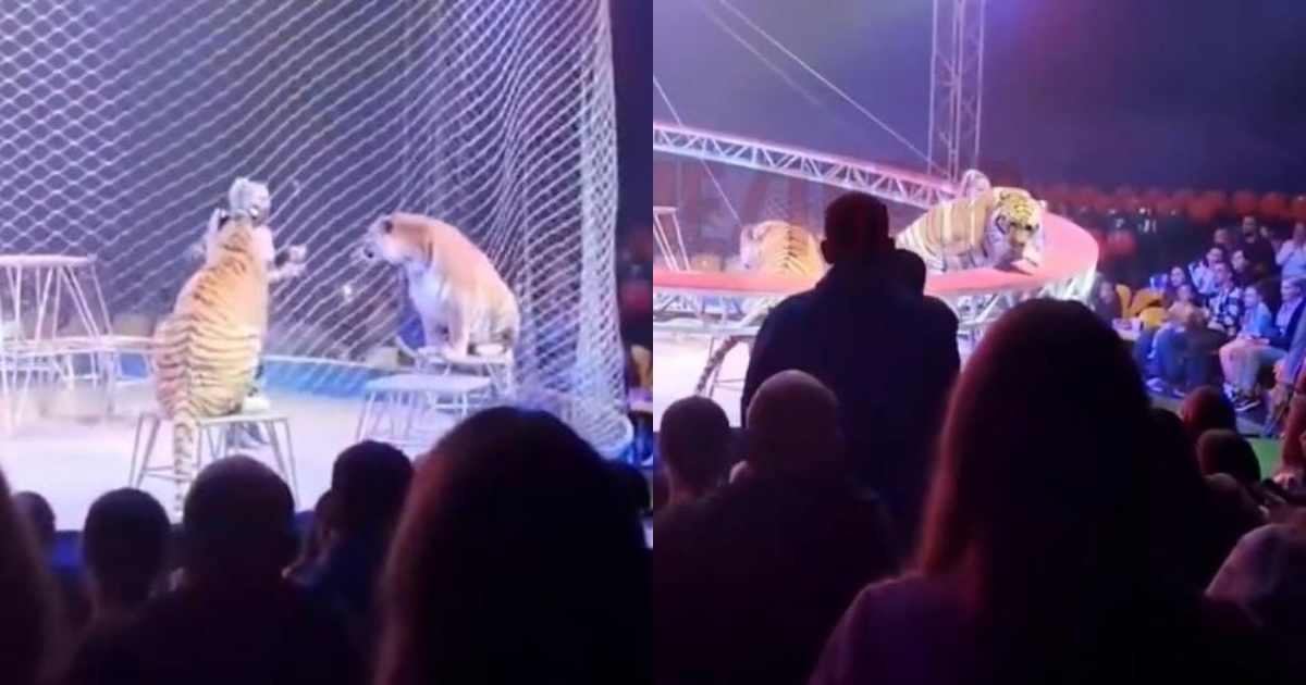 Si rompe la rete di protezione del circo, la tigre ne approfitta e fa un balzo verso il pubblico: scoppia il panico, spettatori in fuga – VIDEO