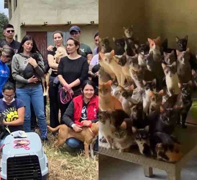 Oltre cento animali rinchiusi in una casa: il rifugio fuori controllo e la scoperta choc dei soccorritori