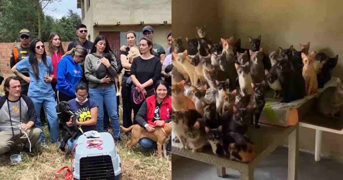 Oltre cento animali rinchiusi in una casa: il rifugio fuori controllo e la scoperta choc dei soccorritori