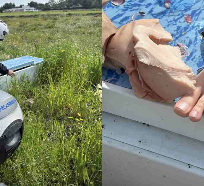 “C’è un cadavere nel frigorifero abbandonato”. La telefonata choc, poi l’incredibile scoperta: “Quale mente avrà mai potuto ideare tutto questo?”