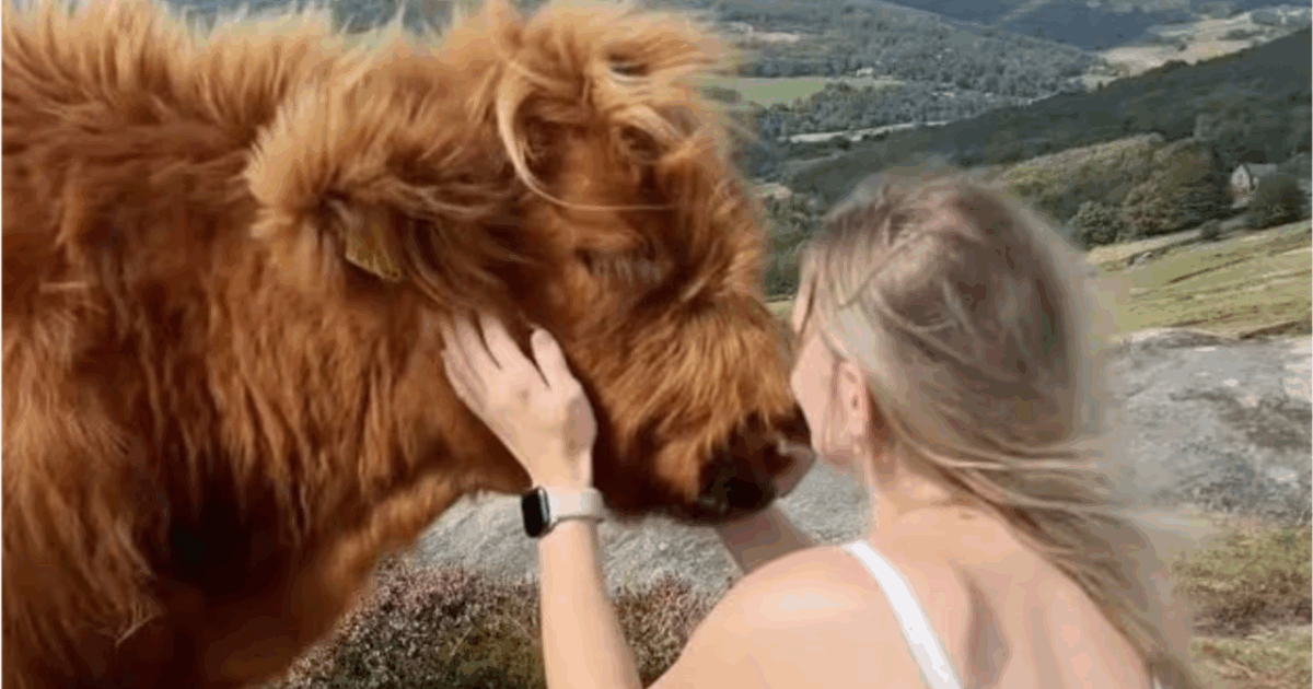 “Le mie mucche non hanno un attimo di respiro. Sono accerchiate per selfie, abbracci e yoga: è uno sfinimento, sono costretto ad imbruttirle”: lo sfogo del contadino è virale