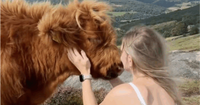 Copertina di “Le mie mucche non hanno un attimo di respiro. Sono accerchiate per selfie, abbracci e yoga: è uno sfinimento, sono costretto ad imbruttirle”: lo sfogo del contadino è virale