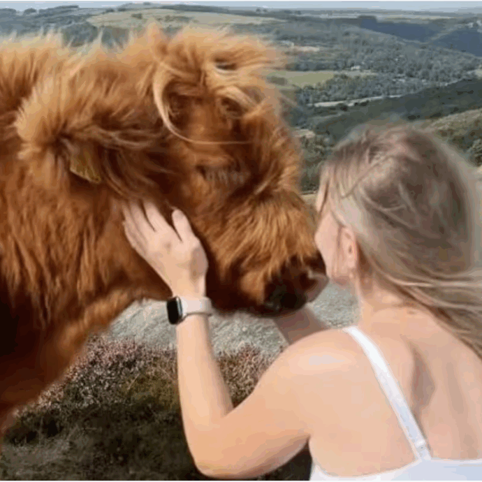 “Le mie mucche non hanno un attimo di respiro. Sono accerchiate per selfie, abbracci e yoga: è uno sfinimento, sono costretto ad imbruttirle”: lo sfogo del contadino è virale