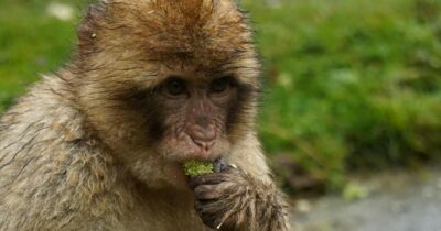 Copertina di Macachi e lo junk food: la “terra-terapia” nata a Gibilterra per digerire il cibo dei turisti piena di grassi e zuccheri