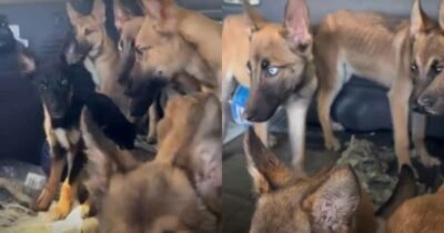 Copertina di Nove cuccioli di cane ridotti all’osso trovati in un’auto abbandonata: le commoventi immagini del salvataggio