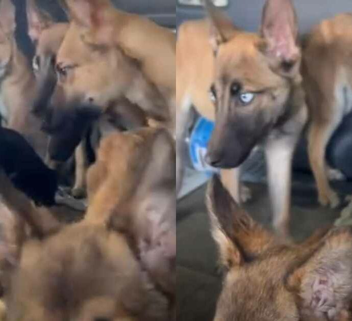 Nove cuccioli di cane ridotti all’osso trovati in un’auto abbandonata: le commoventi immagini del salvataggio