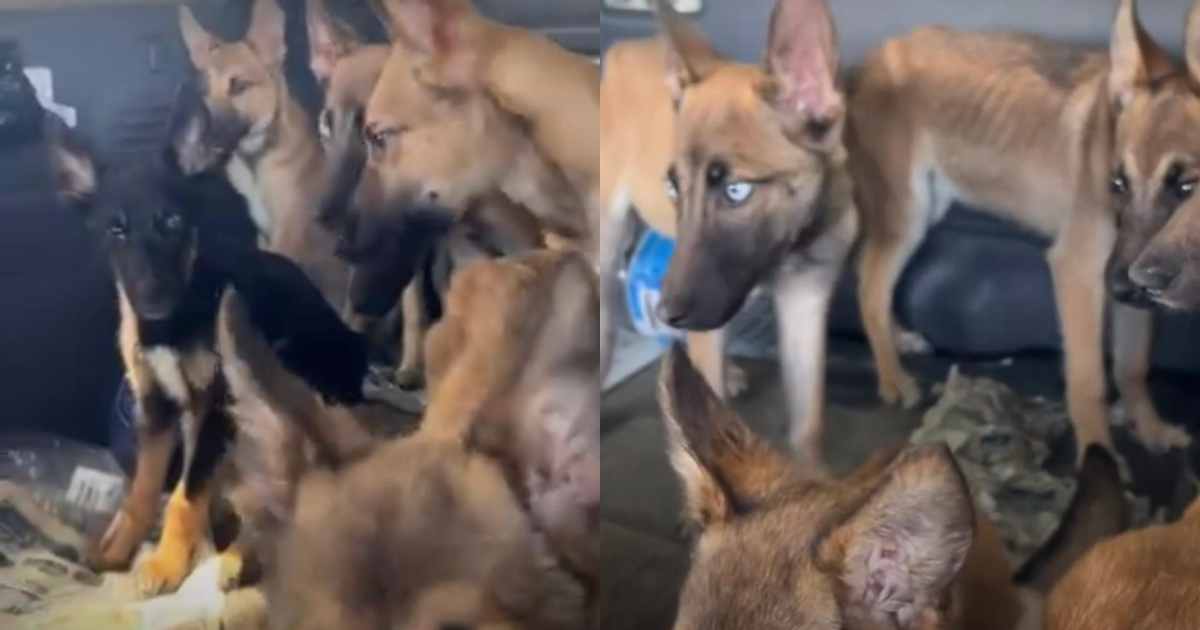 Nove cuccioli di cane ridotti all’osso trovati in un’auto abbandonata: le commoventi immagini del salvataggio