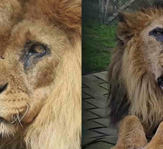 È morto Djibo, era il leone più anziano d’Europa: “la fine di un regno” dopo 27 anni tra circo e rifugio