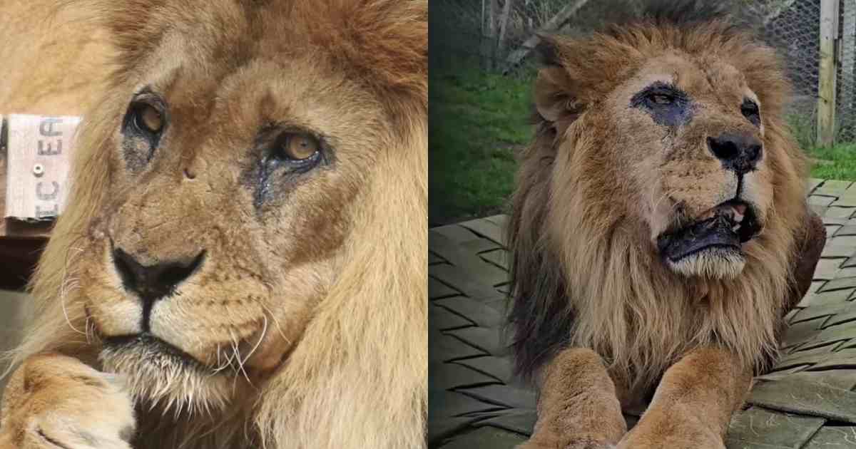 È morto Djibo, era il leone più anziano d’Europa: “la fine di un regno” dopo 27 anni tra circo e rifugio