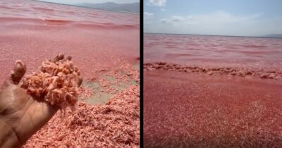 Copertina di Il mare e la spiaggia diventano tutti rossi, le impressionanti immagini dei miliardi di gamberetti morti in modo inspiegabile. L’appello delle autorità: “Non mangiateli”
