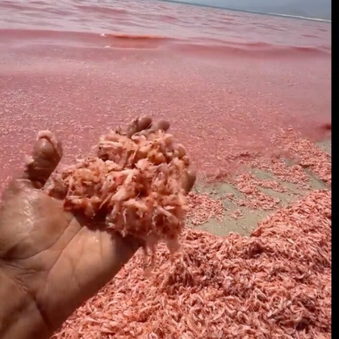 Il mare e la spiaggia diventano tutti rossi, le impressionanti immagini dei miliardi di gamberetti morti in modo inspiegabile. L’appello delle autorità: “Non mangiateli”