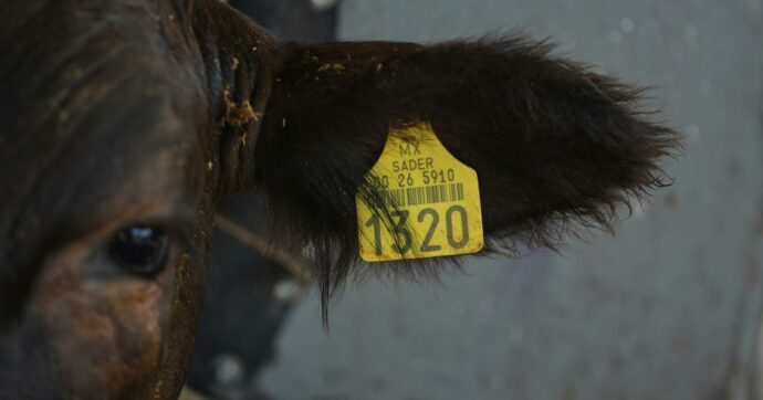 La zootecnia ha trasformato gli animali in macchine e ha messo a rischio la salute umana: serve un cambio di rotta – La trave nel piatto, la rubrica di SlowFood