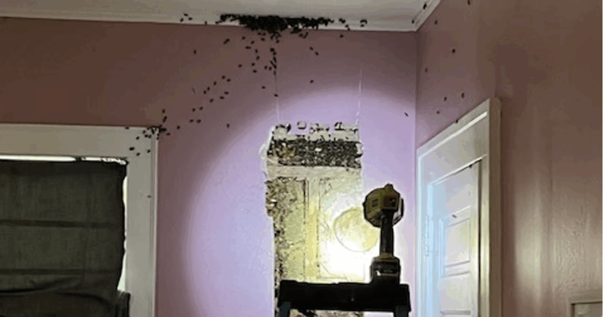 “Nostra figlia diceva di vedere i mostri nella sua stanza, poi la scoperta choc. Sembrava un film horror: api che uscivano a frotte dal muro volando ovunque. Era il pandemonio”: