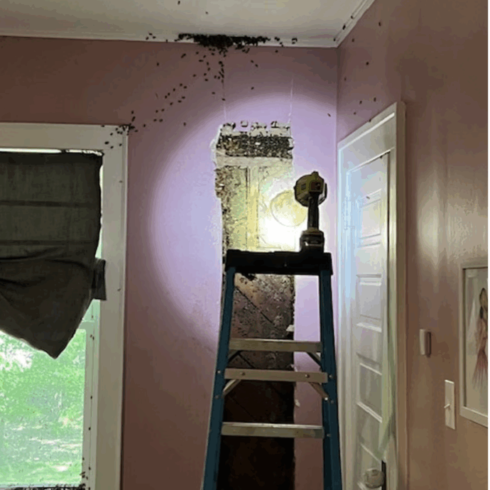 “Nostra figlia diceva di vedere i mostri nella sua stanza, poi la scoperta choc. Sembrava un film horror: api che uscivano a frotte dal muro volando ovunque. Era il pandemonio”: