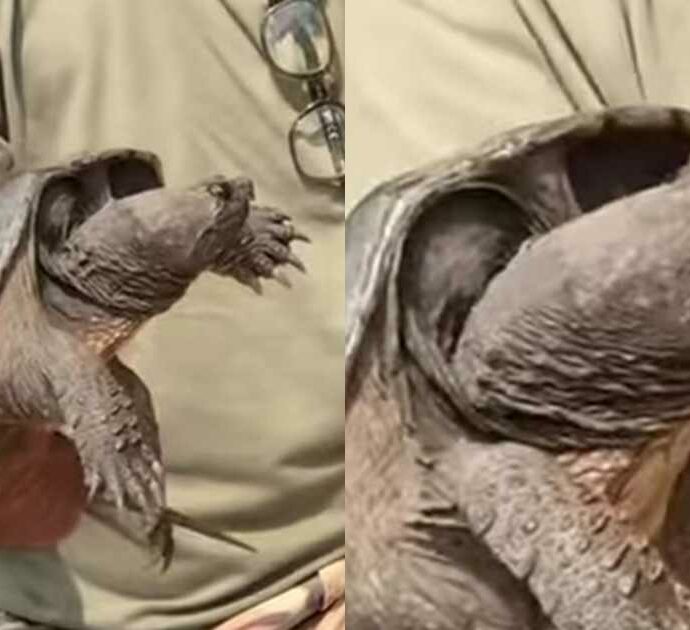 “Non avvicinatevi, possono staccare una falange con un morso”: cresce il fenomeno delle tartarughe azzannatrici