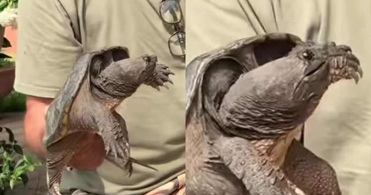 non avvicinatevi possono staccare una falange con un morso cresce il fenomeno delle tartarughe azzannatrici