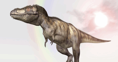 Copertina di Il Tyrannosaurus rex non era affatto come lo abbiamo sempre immaginato