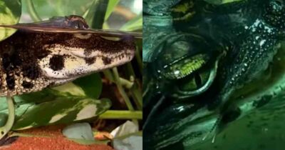 Copertina di Prima il depistaggio, poi l’incredibile scoperta: così è nato a Verona il primo coccodrillo nano africano nella storia del Parco Natura Viva