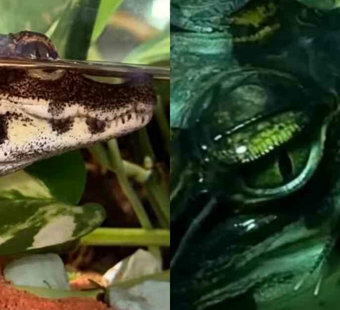 Prima il depistaggio, poi l’incredibile scoperta: così è nato a Verona il primo coccodrillo nano africano nella storia del Parco Natura Viva