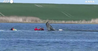 Copertina di La megattera Timmy è libera: svolta nella storia dell’animale intrappolato nel Baltico che era senza speranza – Video
