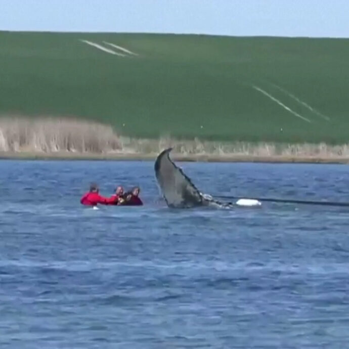 La megattera Timmy è libera: svolta nella storia dell’animale intrappolato nel Baltico che era senza speranza – Video