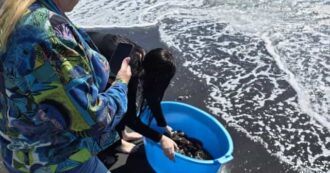 Copertina di Turiste comprano tutti gli astici del ristorante e corrono a liberarli in mare, la rabbia degli esperti: “Si distrugge l’ecosistema”. Rischiano fino a 3 anni di carcere