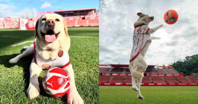Canya, la labrador che ha trasformato il Girona in un caso unico nel calcio europeo: dal bordocampo alla pet therapy, passando per i social